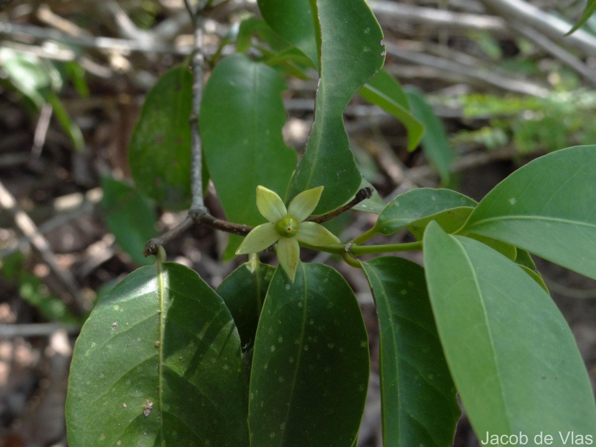 Cassipourea ceylanica (Gardner) Alston